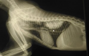 рентген грудной клетки - инородный предмет в пищеводе кошки